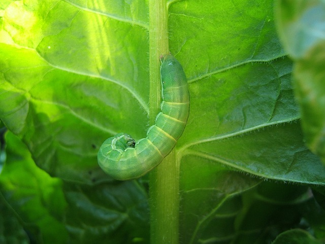 早期発見で野菜を守ろう アオムシ 青虫 の駆除方法や被害の見つけ方をご紹介 暮らし の