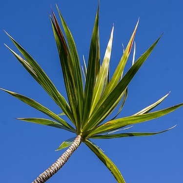 幸せを呼ぶ観葉植物 ドラセナジェレの風水効果とは 名前の由来や花言葉も解説 暮らし の