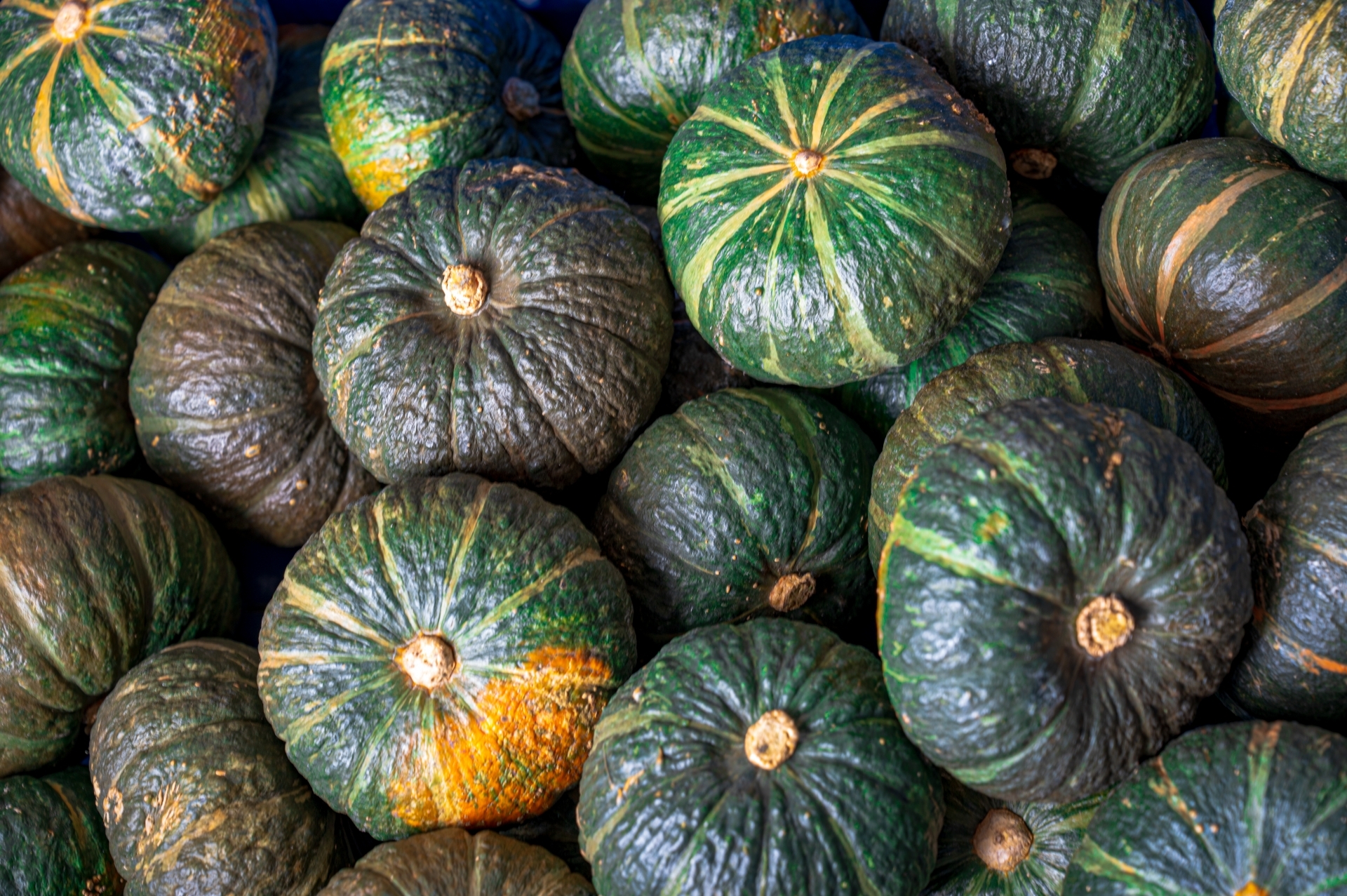 かぼちゃのベストな収穫時期は タイミングの目安 見極めの2つのポイントも解説 Kurashi No
