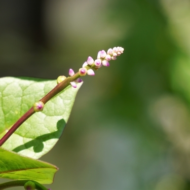 夏場にわんさか収穫できる つるむらさきの栽培方法 プランターへの植え付けも 暮らし の