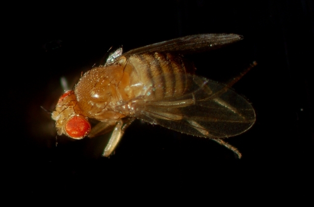 部屋の観葉植物に発生した コバエを完全退治 原因や駆除方法を徹底解説 Kurashi No