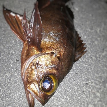 連載 実は最強 のべ竿で狙う尺メバルの釣り方を紹介 暮らし の