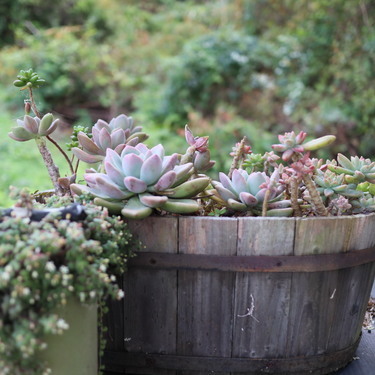 多肉植物の土の作り方を徹底解説 用意するものや植え替えのタイミングについても 暮らし の