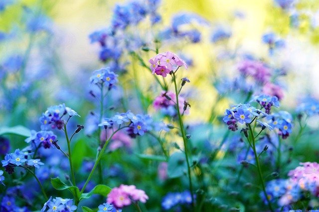 ヨーロッパ発祥 勿忘草 ワスレナグサ の花言葉 日本で流通する人気品種もご紹介 暮らし の