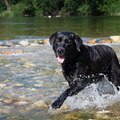 河内長野の道の駅・くろまろの郷の川遊びガイド！奥河内の魅力を愛犬も一緒に堪能。