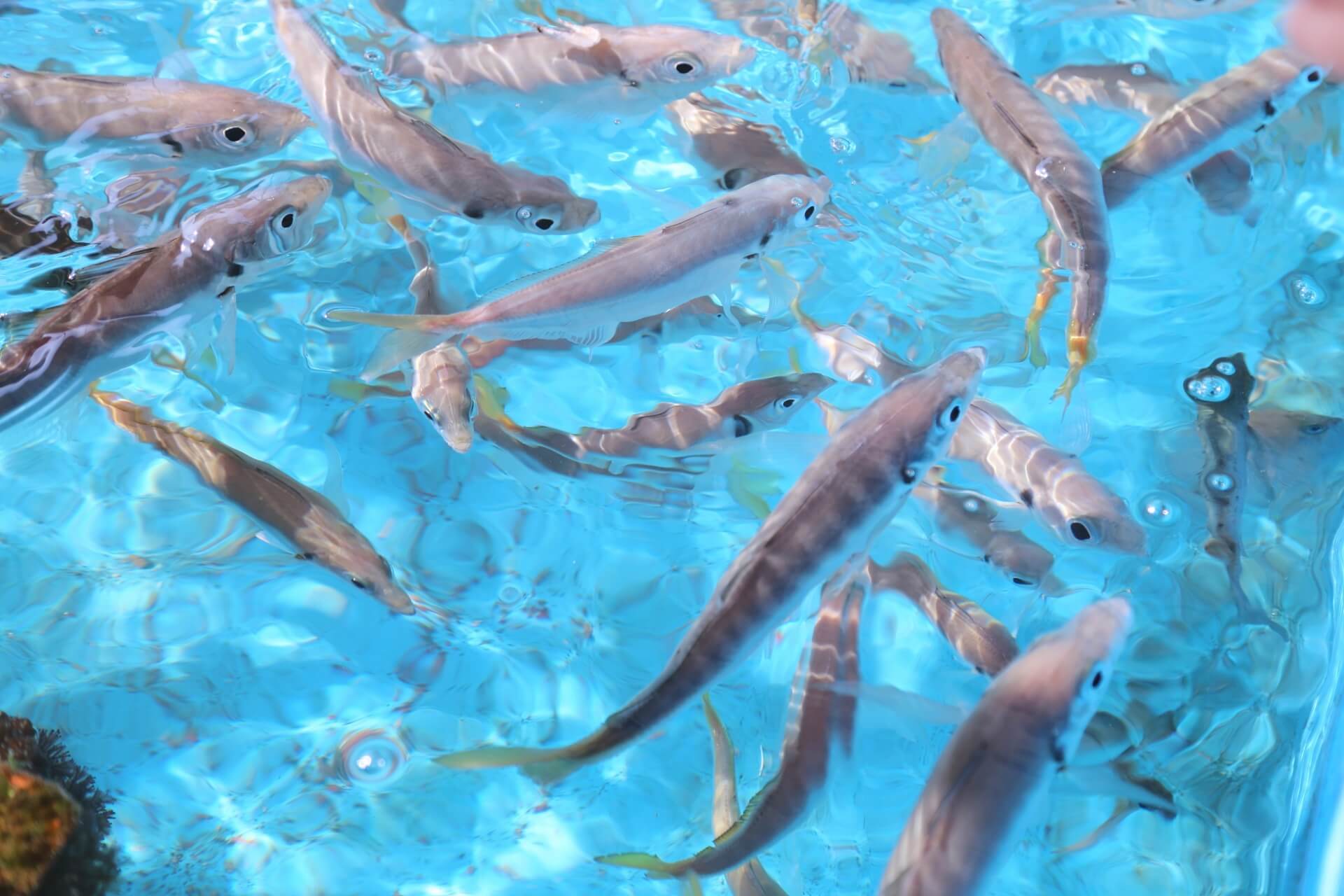 夏のサビキ釣りならトリックサビキ 豆アジ 小鯖を狙ってみよう 暮らし の