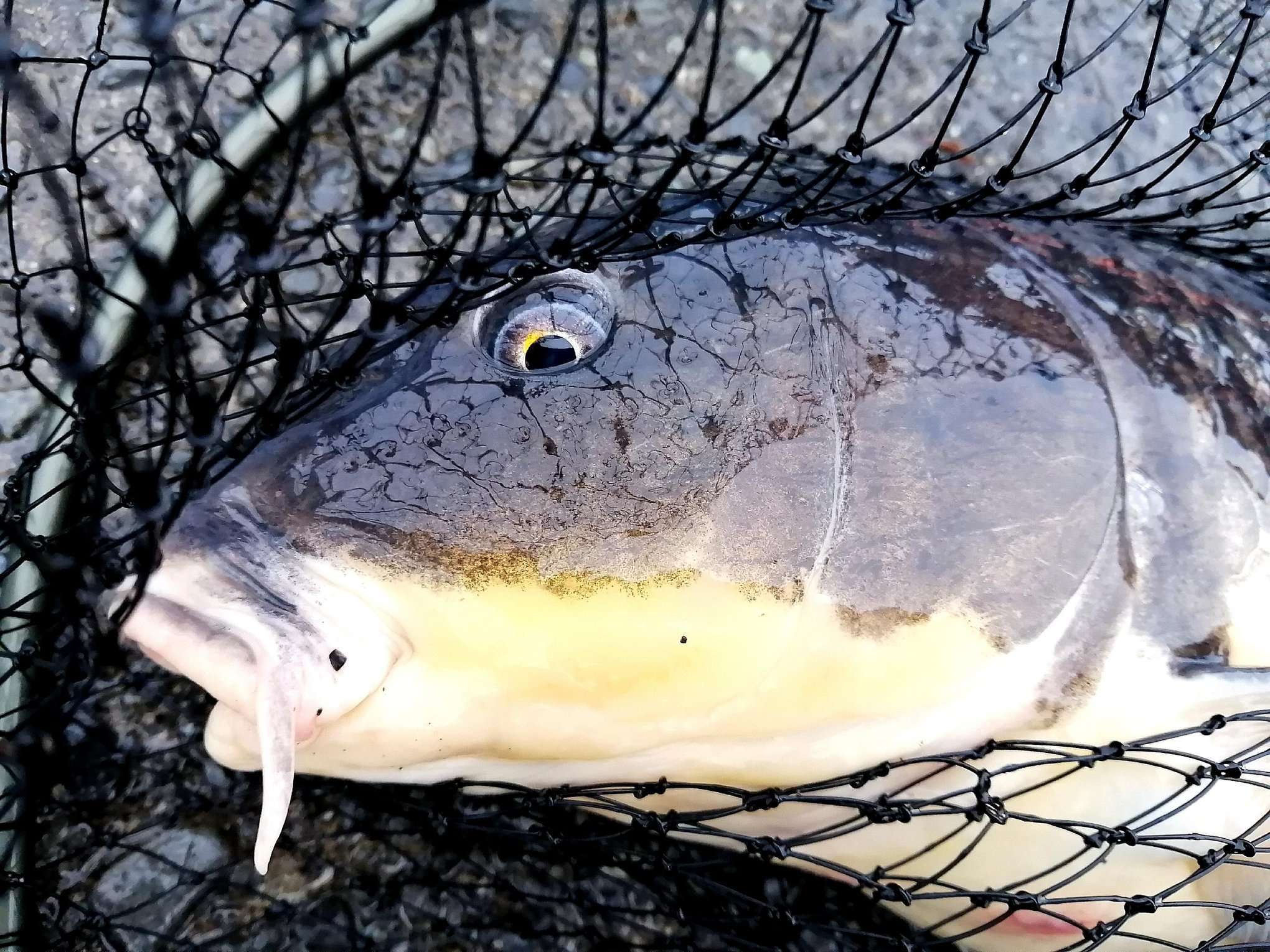 連載 ルアーロッドでパン鯉 食パンを使ったのにキビレも登場 Kurashi No