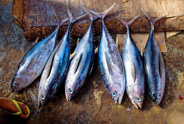 マグロ カツオだけじゃない 赤身魚の種類一挙公開 白身魚や青魚との違いも解説 暮らし の