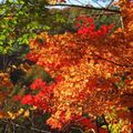 【2022】今年の秋は野反湖で紅葉もみじ狩りをしよう。近くに温泉もあります！