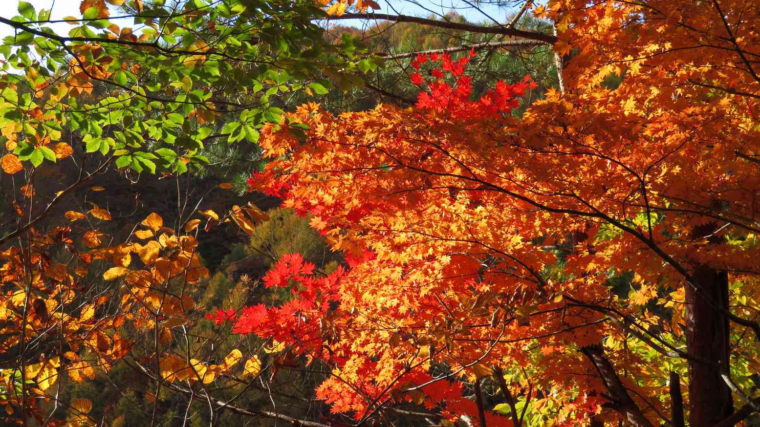 22 今年の秋は野反湖で紅葉もみじ狩りをしよう 近くに温泉もあります 暮らし の