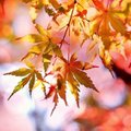 【千葉・鋸山登山ガイド】紅葉シーズンはココ！見ごろ情報や絶景スポットをご紹介！
