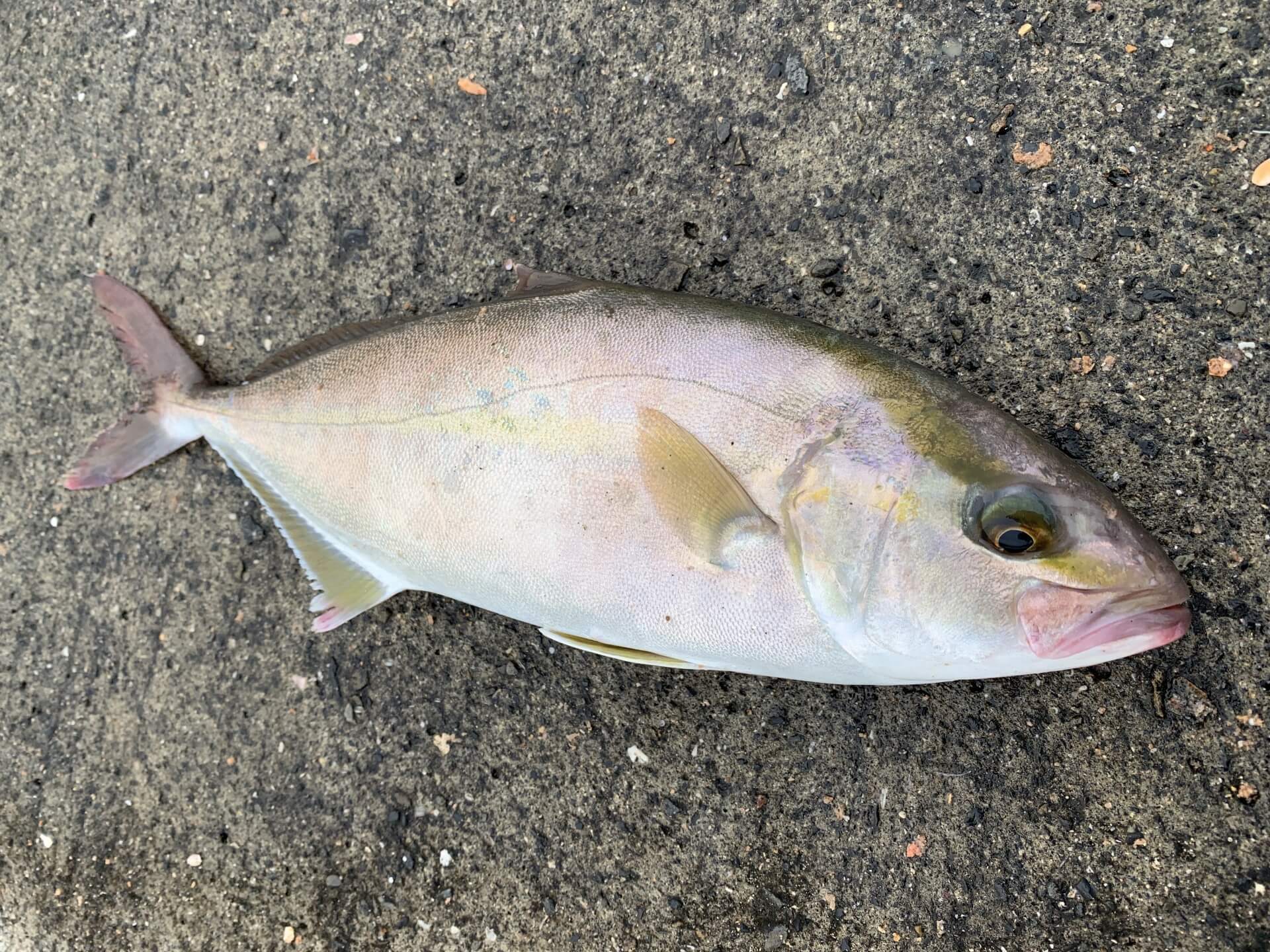 秋の堤防カンパチの釣り方まとめ ジグをメインに大物を目指そう Kurashi No