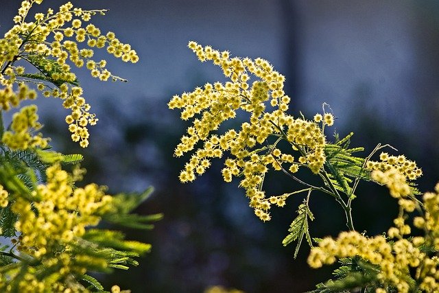 ヒペリカムの育て方ガイド 開花時期は 種まきの方法や剪定の必要性も解説 暮らし の